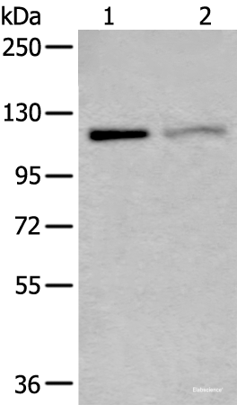 Western blot analysis of K562 and 231 cell lysates  using MCM9 Polyclonal Antibody at dilution of 1:800