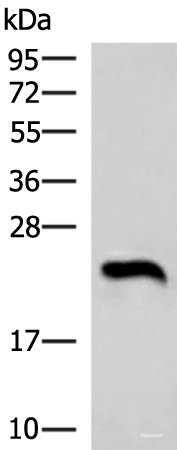 Western blot analysis of Human heart tissue lysate  using NEUROG3 Polyclonal Antibody at dilution of 1:1000