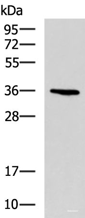 Western blot analysis of A549 cell lysate  using BDNF Polyclonal Antibody at dilution of 1:900