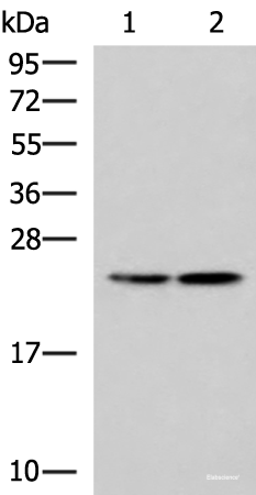 Western blot analysis of A549 and A172 cell lysates  using RGS2 Polyclonal Antibody at dilution of 1:1350