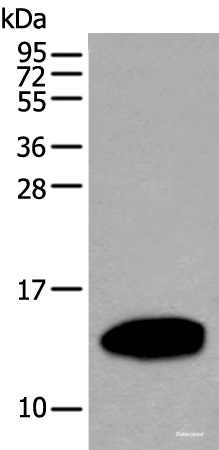 Western blot analysis of Human pancreas tissue lysate  using REG1A Polyclonal Antibody at dilution of 1:500