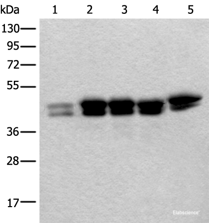 Western blot analysis of 293T Hela and HEPG2 cell lysates  using TIA1 Polyclonal Antibody at dilution of 1:250