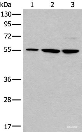 Western blot analysis of 293T and A172 cell lysates  using TRIM27 Polyclonal Antibody at dilution of 1:600