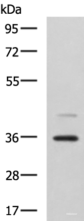 Western blot analysis of A172 cell lysate  using UBLCP1 Polyclonal Antibody at dilution of 1:1150