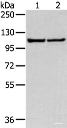 Western blot analysis of 231 and hela cell  using WWP1 Polyclonal Antibody at dilution of 1:300