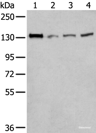 Western blot analysis of 293T Hela and A172 cell lysates  using MORC2 Polyclonal Antibody at dilution of 1:300