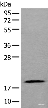 Western blot analysis of 293T cell lysate  using ZNHIT1 Polyclonal Antibody at dilution of 1:400