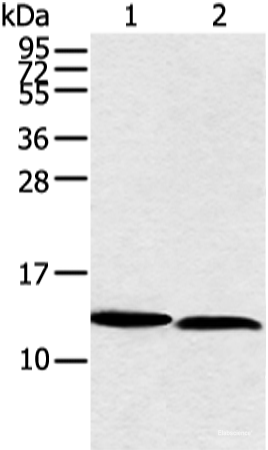 Western blot analysis of PC3 and hela cell  using NDUFB3 Polyclonal Antibody at dilution of 1:350