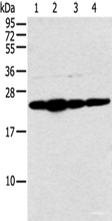 Western blot analysis of Hela cell and human fetal liver tissue A549 and Jurkat cell  using NDUFB9 Polyclonal Antibody at dilution of 1:400