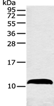 Western blot analysis of Mouse adrenal gland tissue  using HMGN3 Polyclonal Antibody at dilution of 1:550