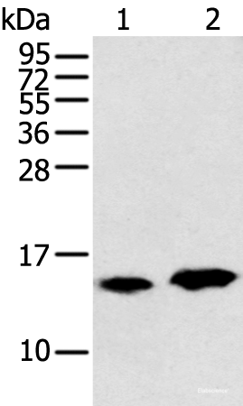 Western blot analysis of Rat heart tissue and Mouse brain tissue  using CARTPT Polyclonal Antibody at dilution of 1:350