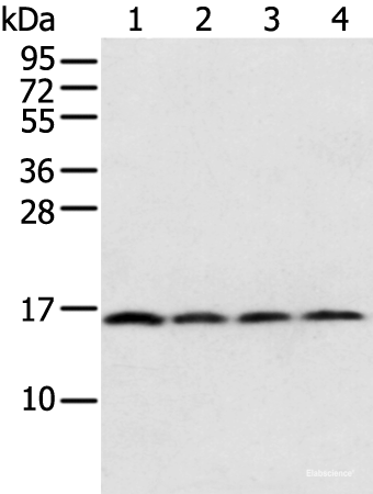 Western blot analysis of 231 Hela K562 cell and Human bladder carcinoma tissue  using MRPS18C Polyclonal Antibody at dilution of 1:800