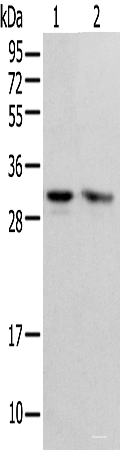 Western blot analysis of HEPG2 and Hela cell  using PSMF1 Polyclonal Antibody at dilution of 1:300