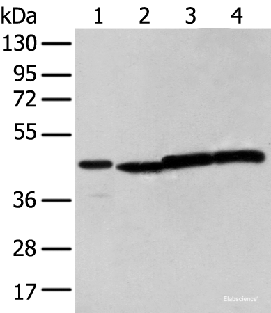 Western blot analysis of 293T cell  using NUDT12 Polyclonal Antibody at dilution of 1:300