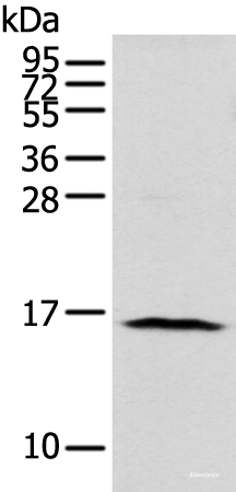 Western blot analysis of 293T cell  using NUDT10 Polyclonal Antibody at dilution of 1:800