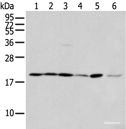 Western blot analysis of 293T cell Hepg2 cell and A431 cell  using EEF1E1 Polyclonal Antibody at dilution of 1:400