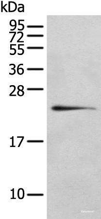 Western blot analysis of 293T cell  using RILPL2 Polyclonal Antibody at dilution of 1:400