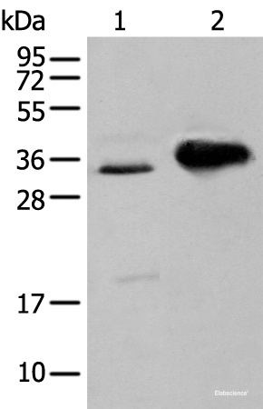 Western blot analysis of TM4 cell and Mouse brain tissue  using ATP6V1E2 Polyclonal Antibody at dilution of 1:400