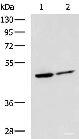 Western blot analysis of Jurkat and HepG2 cell lysates  using LRRC28 Polyclonal Antibody at dilution of 1:1000