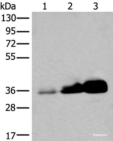 Western blot analysis of Human testis tissue NIH/3T3 and 231 cell lysates  using UBE2Z Polyclonal Antibody at dilution of 1:350