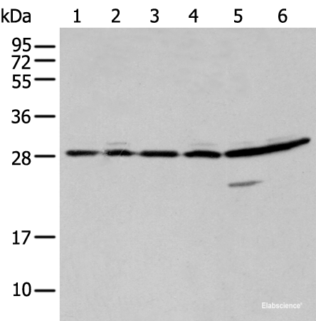 Western blot analysis of 293T A549 and Hela cell  using SFN Polyclonal Antibody at dilution of 1:250