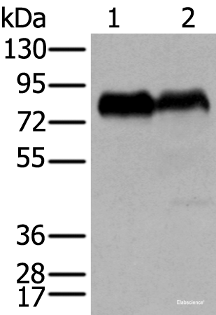 Western blot analysis of PC-3 and K562 cell lysates  using CD55 Polyclonal Antibody at dilution of 1:350