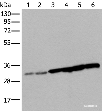 Western blot analysis of 293T cell Hela cell HEPG2 cell and A549 cell lysates  using SNRPA Polyclonal Antibody at dilution of 1:250