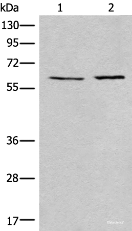 Western blot analysis of A172 and Jurkat cell lysates  using USP14 Polyclonal Antibody at dilution of 1:400