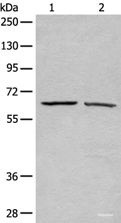 Western blot analysis of A431 and Hela cell lysates  using ATAD3A Polyclonal Antibody at dilution of 1:500