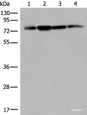Western blot analysis of 293T Hela and A375 cell lysates  using PHF21A Polyclonal Antibody at dilution of 1:400