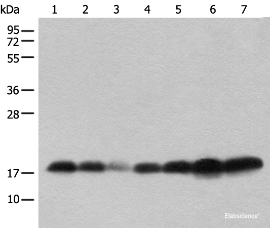 Western Blot analysis of Human testis，Mouse brain，Mouse heart，PC-3 cell,231 cell，Raji and Jurkat cell lysates Mouse lung and Rat spleen using BUD31 Polyclonal Antibody at dilution of 1:800.