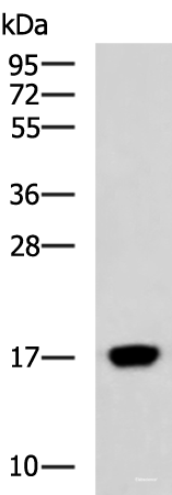 Western blot analysis of Human heart tissue lysate  using C15orf40 Polyclonal Antibody at dilution of 1:400