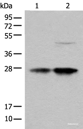 Western blot analysis of HL-60 and HEPG2 cell lysates  using COA7 Polyclonal Antibody at dilution of 1:550