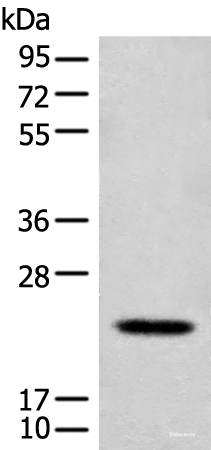 Western blot analysis of Mouse lung tissue lysate  using CD300E Polyclonal Antibody at dilution of 1:550