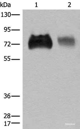 Western blot analysis of Jurkat and A375 cell lysates  using SLC3A2 Polyclonal Antibody at dilution of 1:450