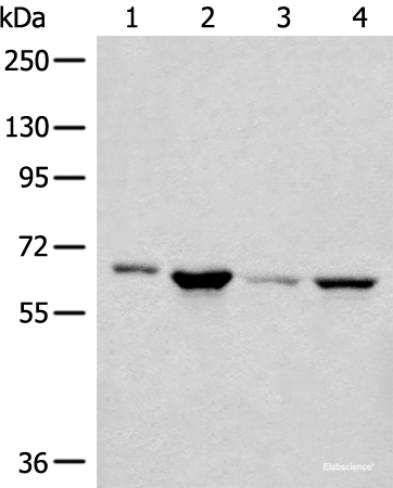 Western blot analysis of 293T PC-3 Hela cell lysates  using CDC7 Polyclonal Antibody at dilution of 1:450