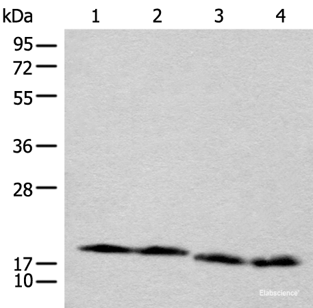Western blot analysis of TM4 Jurkat NIH/3T3 and RAW264.7 cell lysates  using CETN3 Polyclonal Antibody at dilution of 1:600