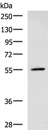 Western blot analysis of A549 cell lysate  using CEP57 Polyclonal Antibody at dilution of 1:600