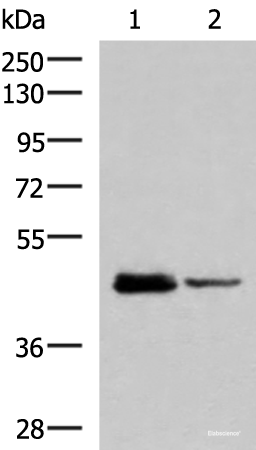 Western blot analysis of HL60 and Jurkat cell lysates  using DDI2 Polyclonal Antibody at dilution of 1:800