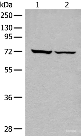 Western blot analysis of 293T cell lysates  using DDX59 Polyclonal Antibody at dilution of 1:500