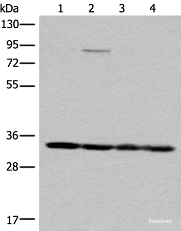 Western blot analysis of K562 HEPG2 231 and Jurkat cell lysates  using MRPL1 Polyclonal Antibody at dilution of 1:350