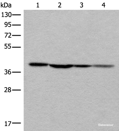Western blot analysis of 293T 231 and Hela cell lysates  using ROM1 Polyclonal Antibody at dilution of 1:400