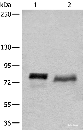 Western blot analysis of 293T cell lysates  using BCAS3 Polyclonal Antibody at dilution of 1:500
