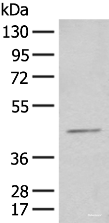 Western blot analysis of HEPG2 cell lysate  using HENMT1 Polyclonal Antibody at dilution of 1:500
