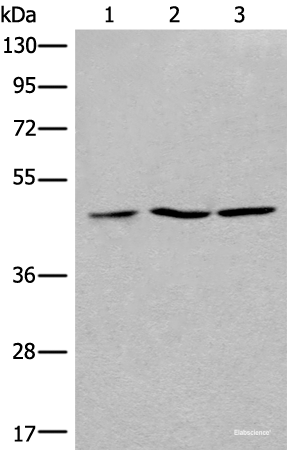 Western blot analysis of 293T Jurkat and Raji cell lysates  using RPL3 Polyclonal Antibody at dilution of 1:400