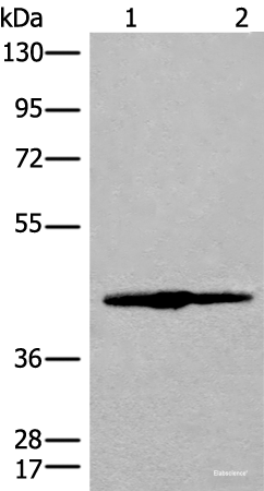 Western blot analysis of 293T cell lysate  using IVD Polyclonal Antibody at dilution of 1:500