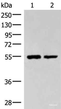 Western blot analysis of Raji and K562 cell lysates  using RUVBL1 Polyclonal Antibody at dilution of 1:2200