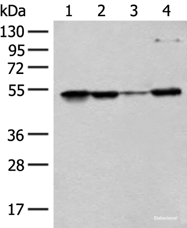 Western blot analysis of 293T Hela and HEPG2 cell lysates  using RRP1 Polyclonal Antibody at dilution of 1:400
