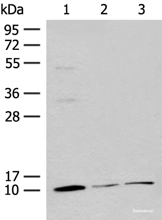 Western blot analysis of Mouse adrenal gland tissue Rat lung tissue 231 cell lysates  using RPS27L Polyclonal Antibody at dilution of 1:400