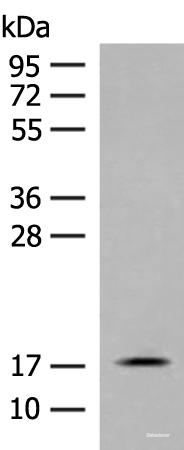 Western blot analysis of Mouse small intestines tissue lysate  using RPS25 Polyclonal Antibody at dilution of 1:400
